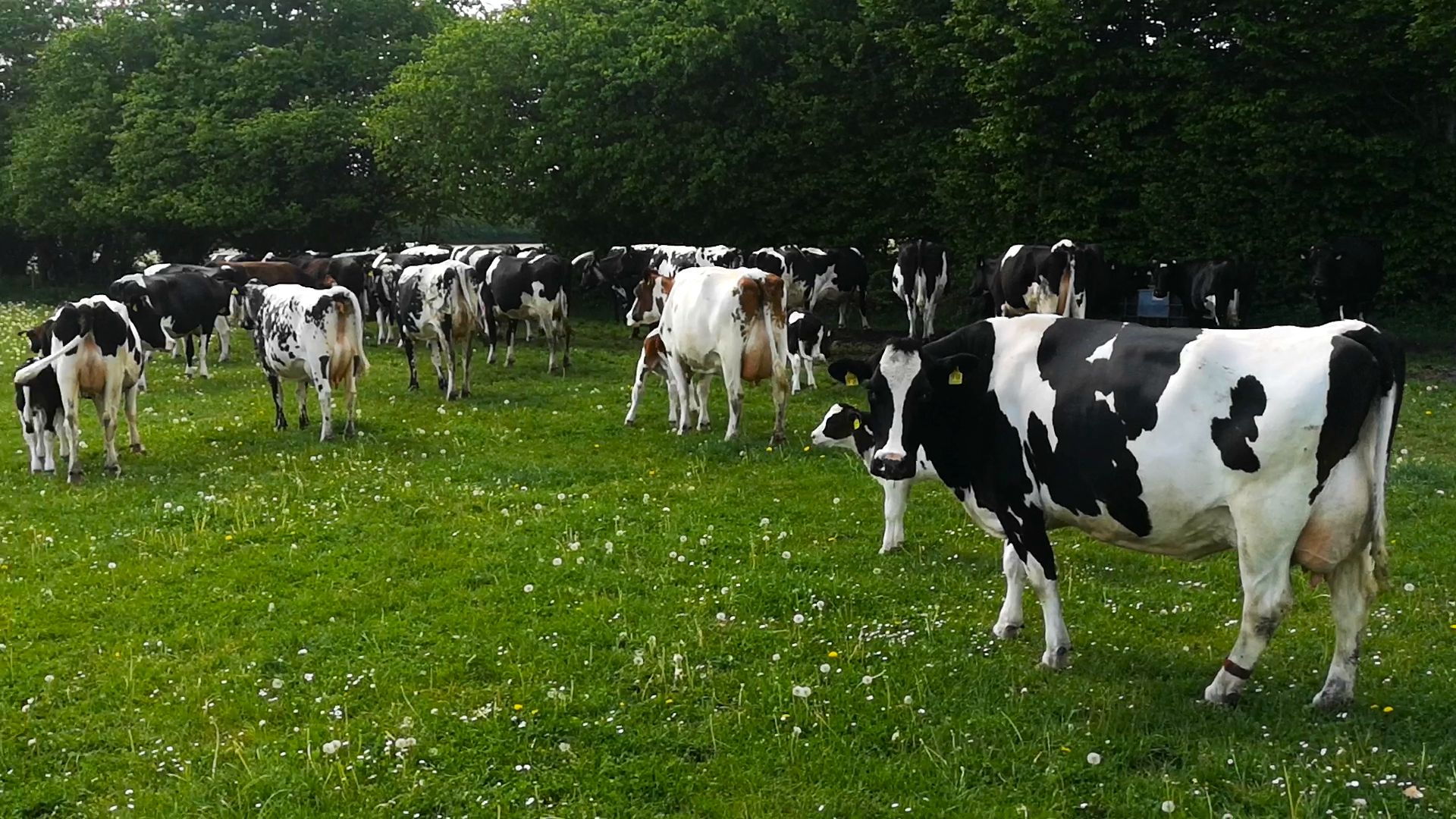 Milchkühe auf der Weide
