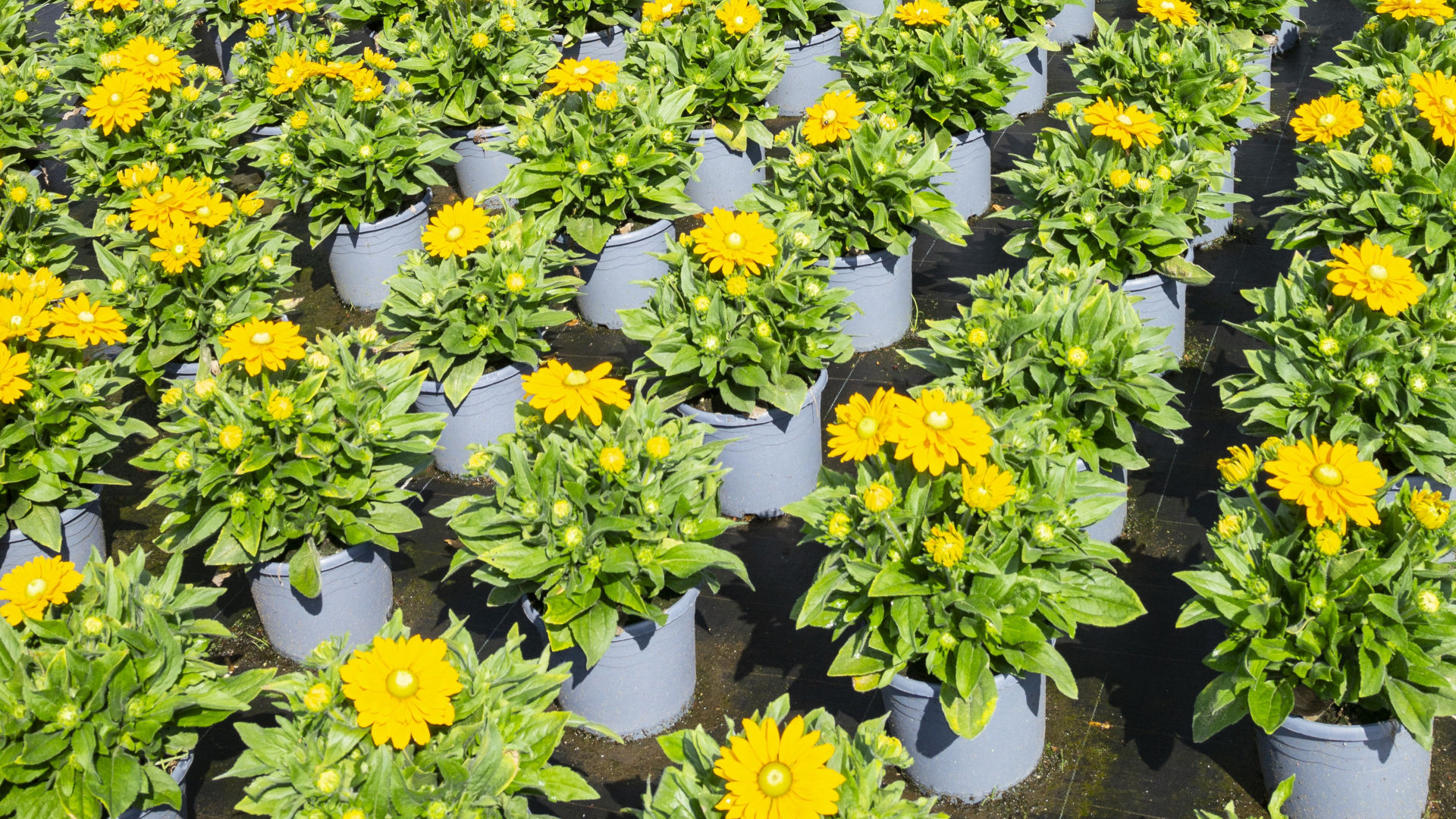 viele gelbe Blumen in Blumentöpfen