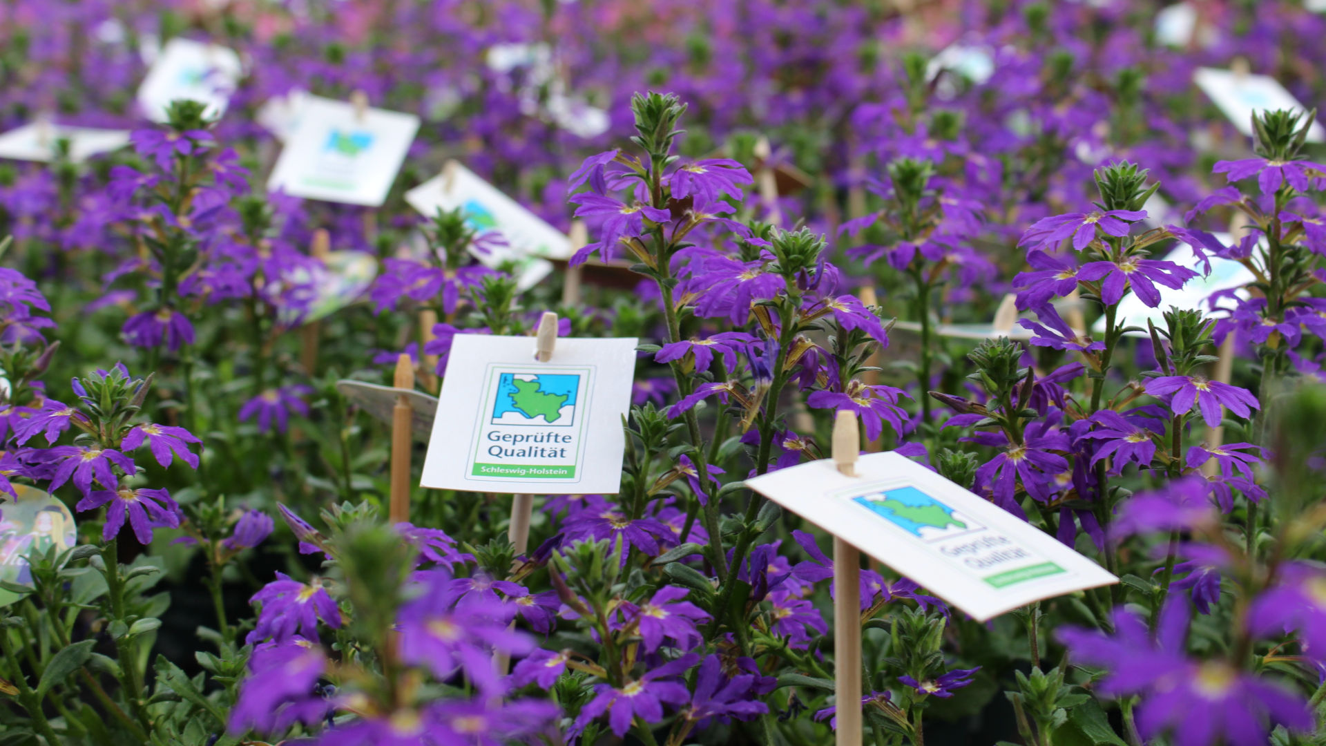 lilafarbene Blüten