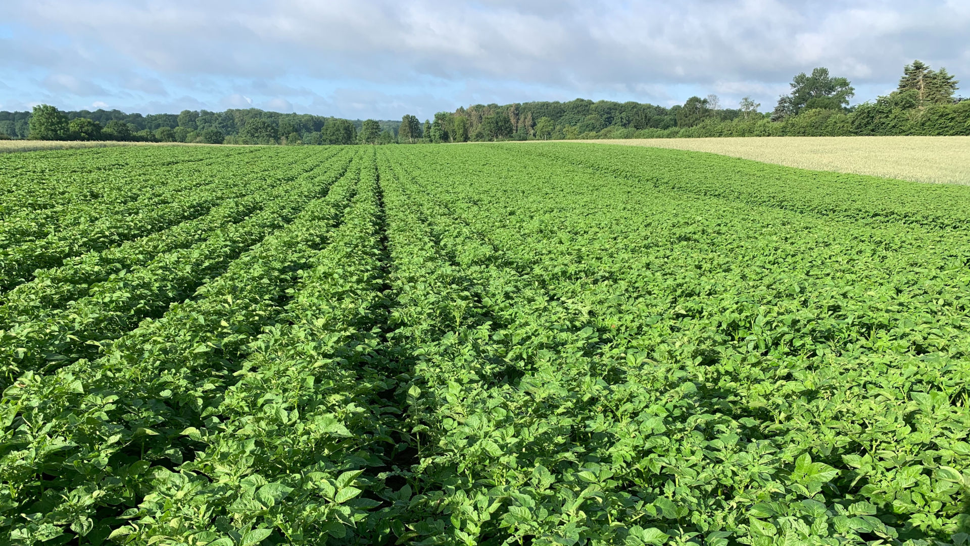 Feld mit Kartoffelpflanzen