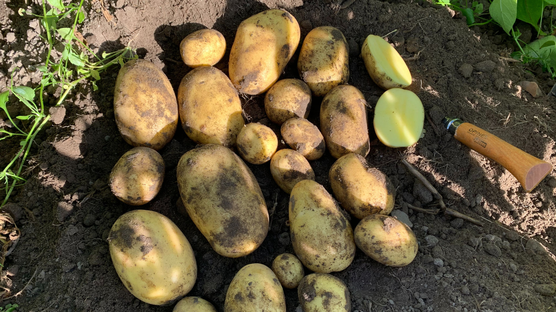 Kartoffeln liegen auf der Erde auf einem Feld