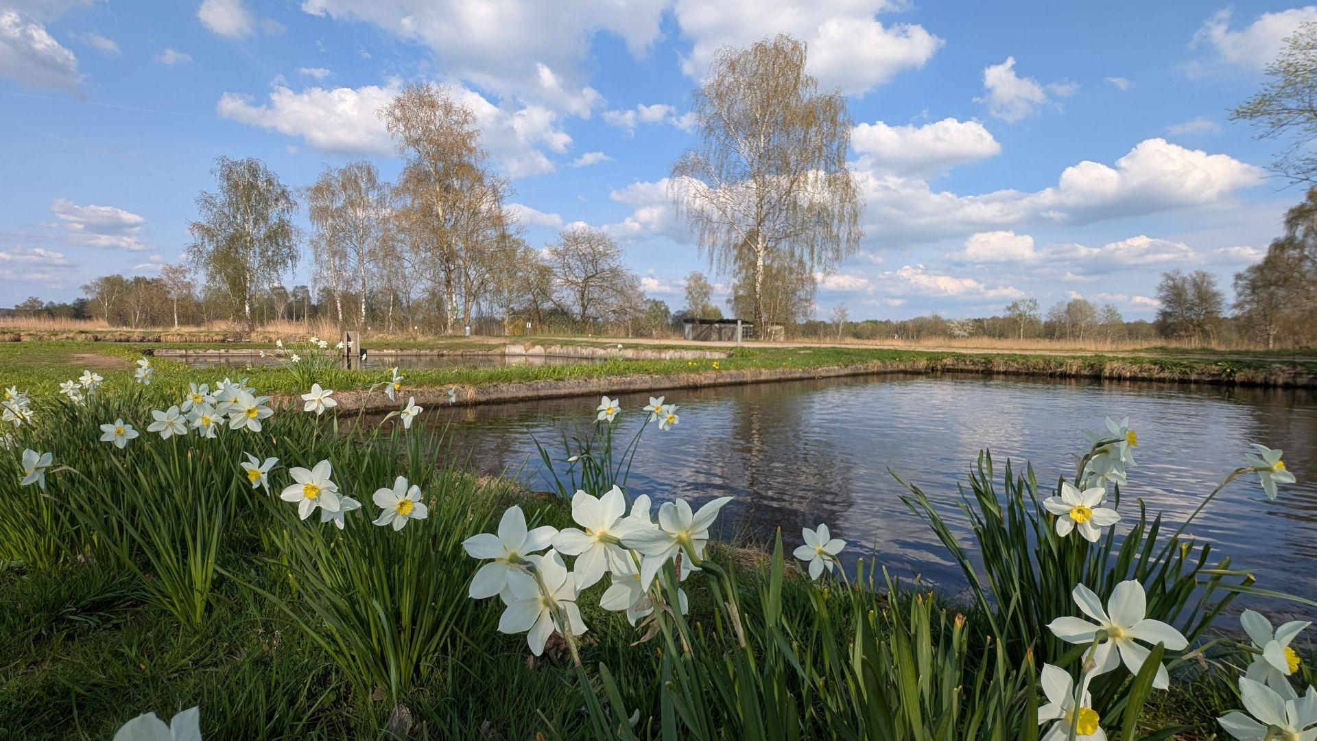 Frühlingsblumen blühen an einem Fischteich
