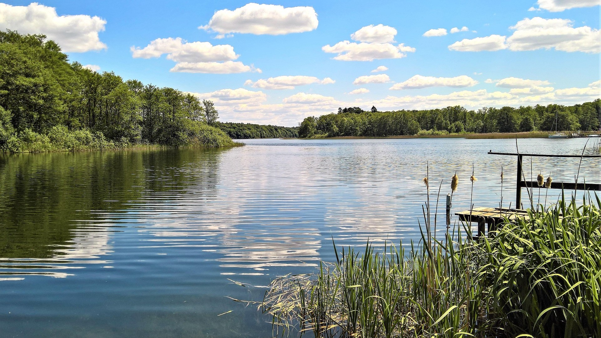 Blick auf einen See, im Hintergrund ein Wald