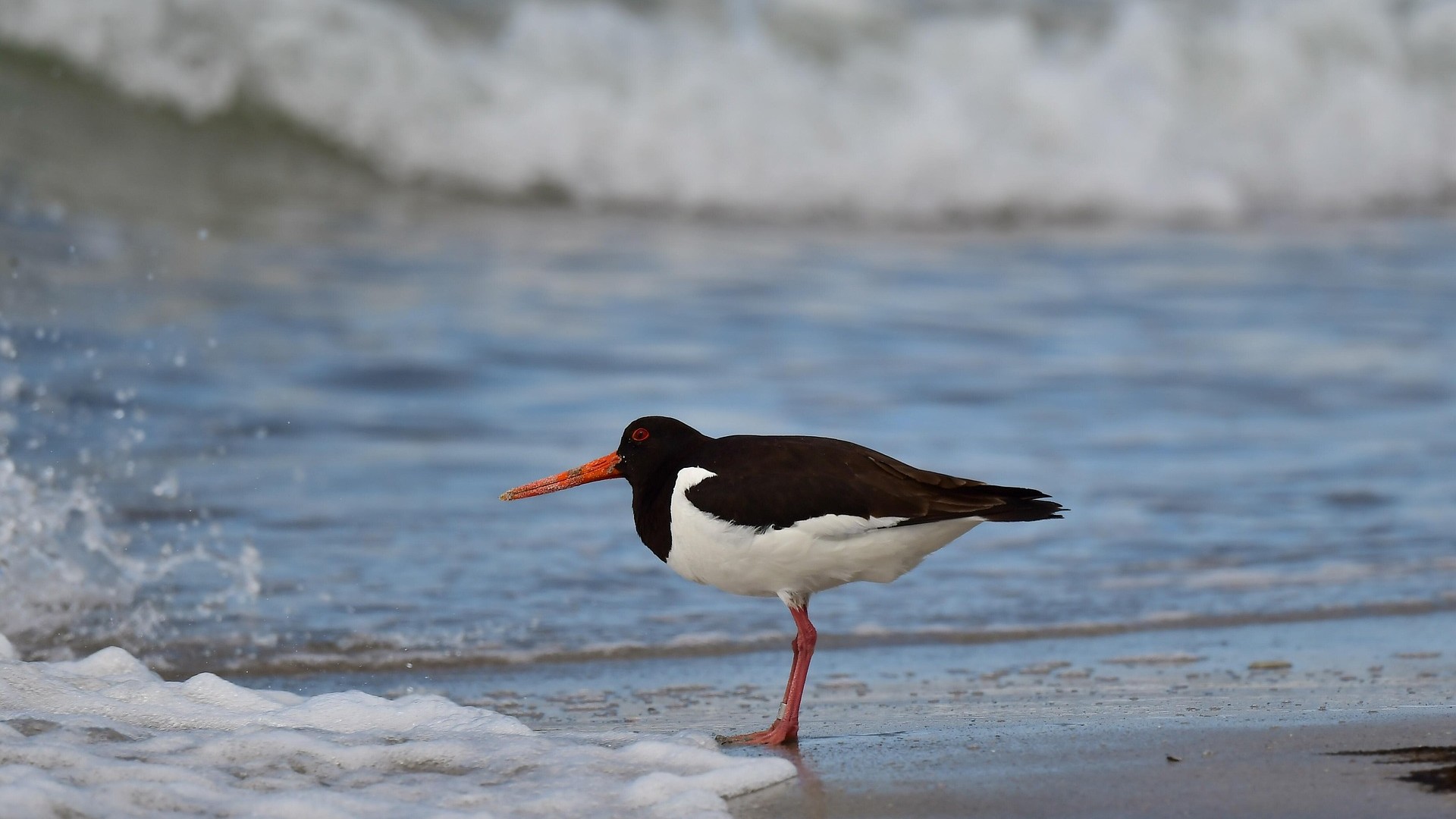 Ein Austernfischer am Strand