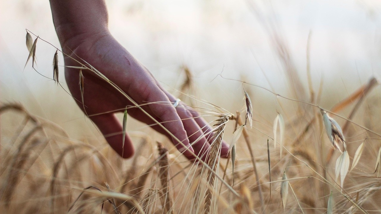 Eine Hand streichelt über Getreide auf einem Feld