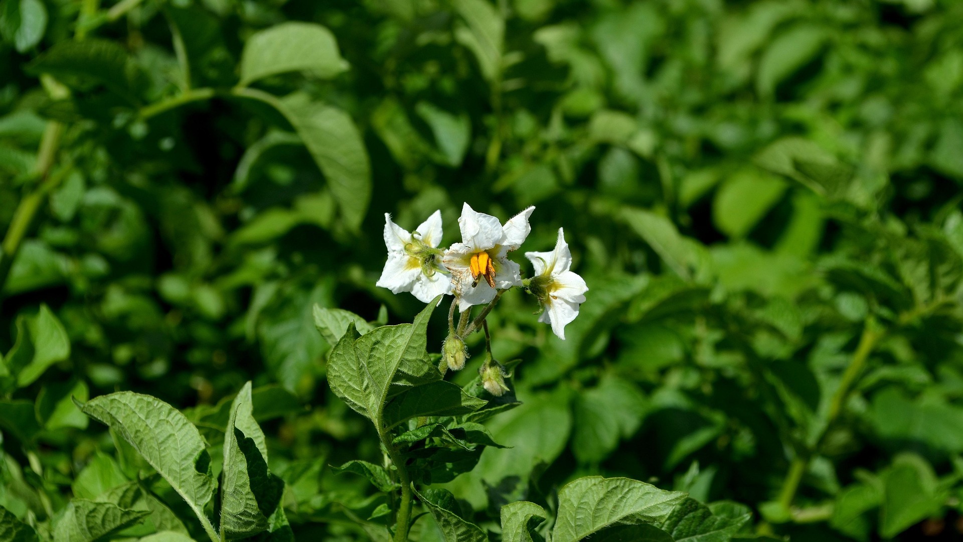 blühende Kartoffelpflanze