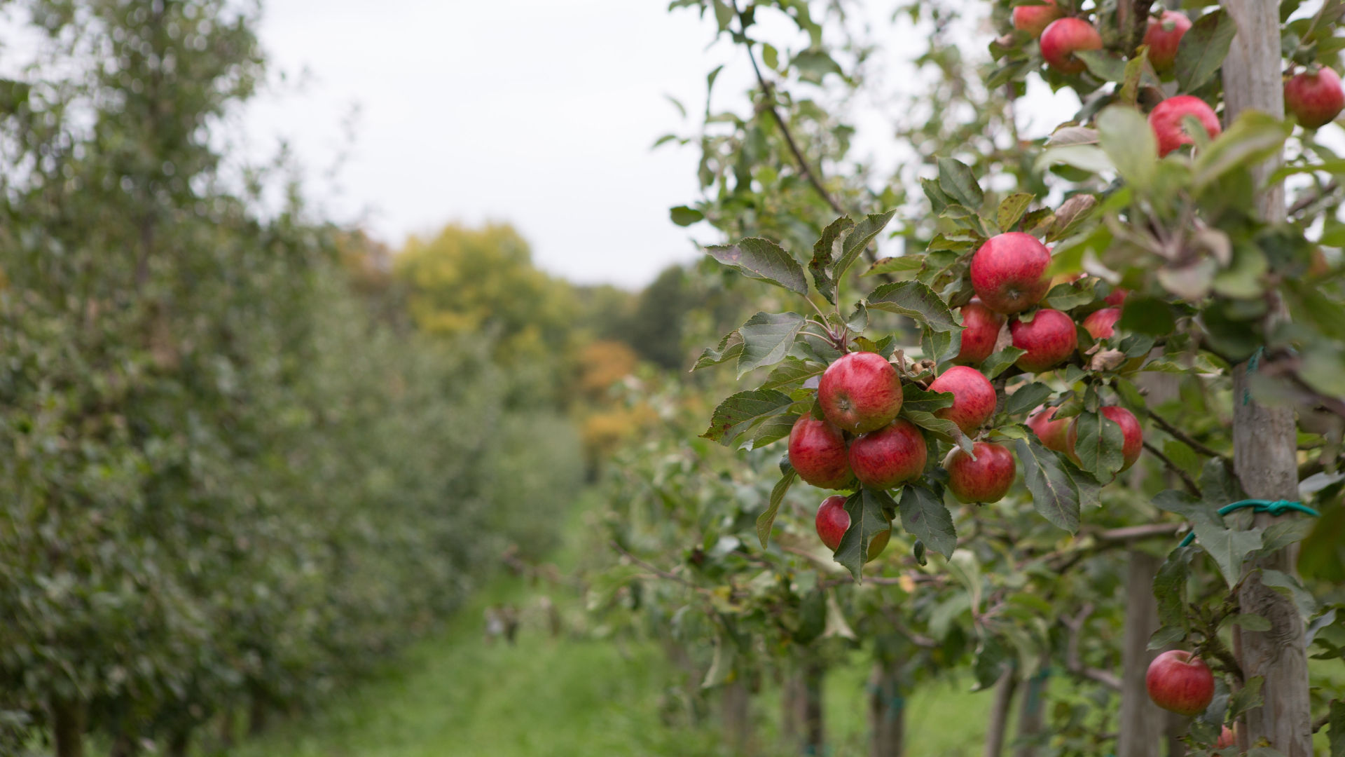 Äpfel hängen am Apfelbaum
