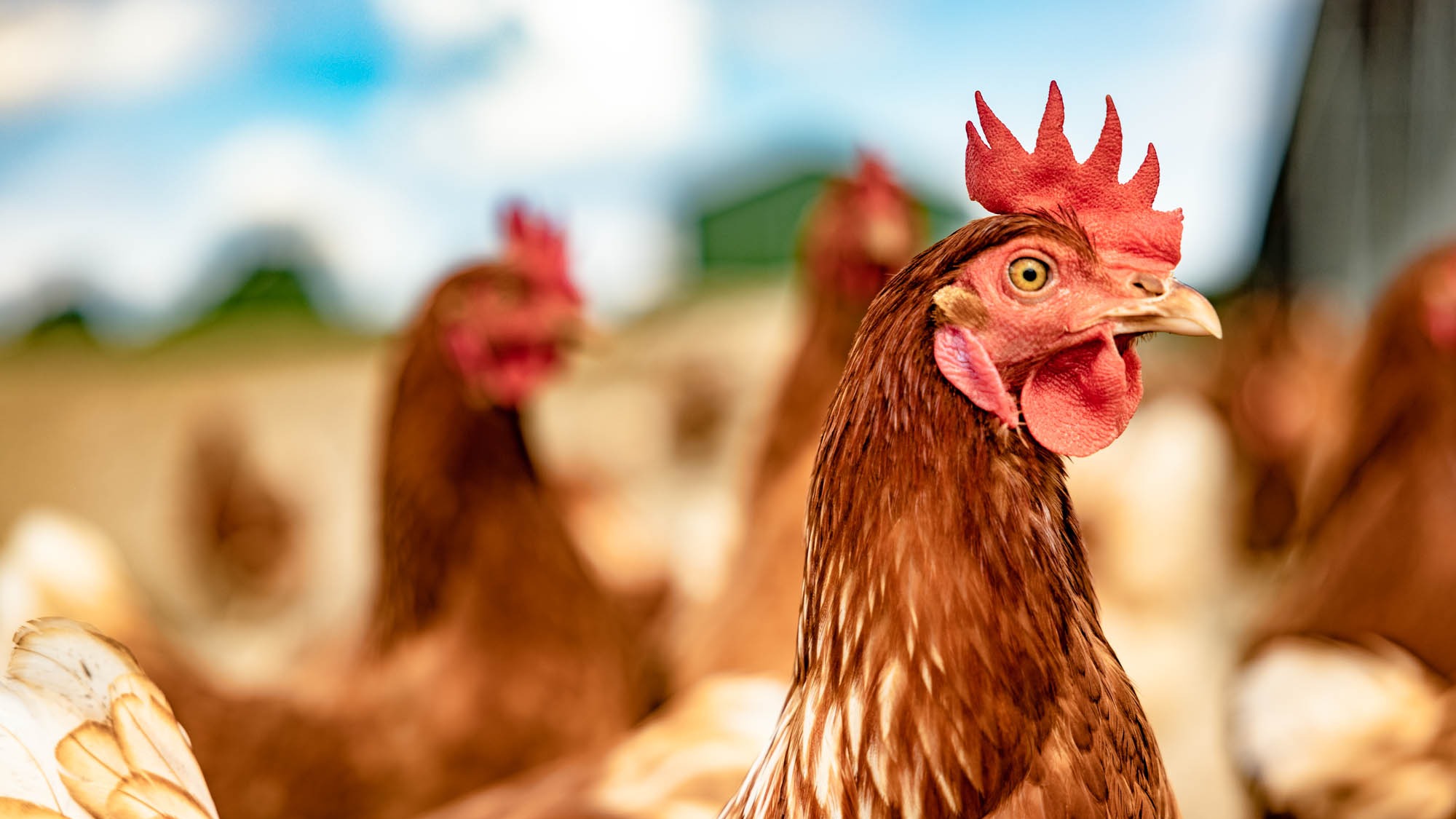 Huhn im Portrait