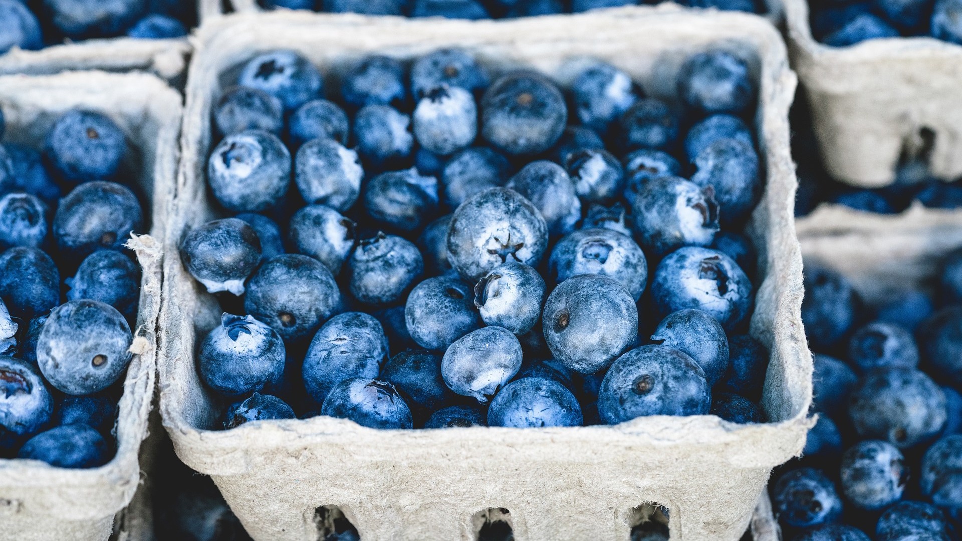Heidelbeeren in Transportkörbchen