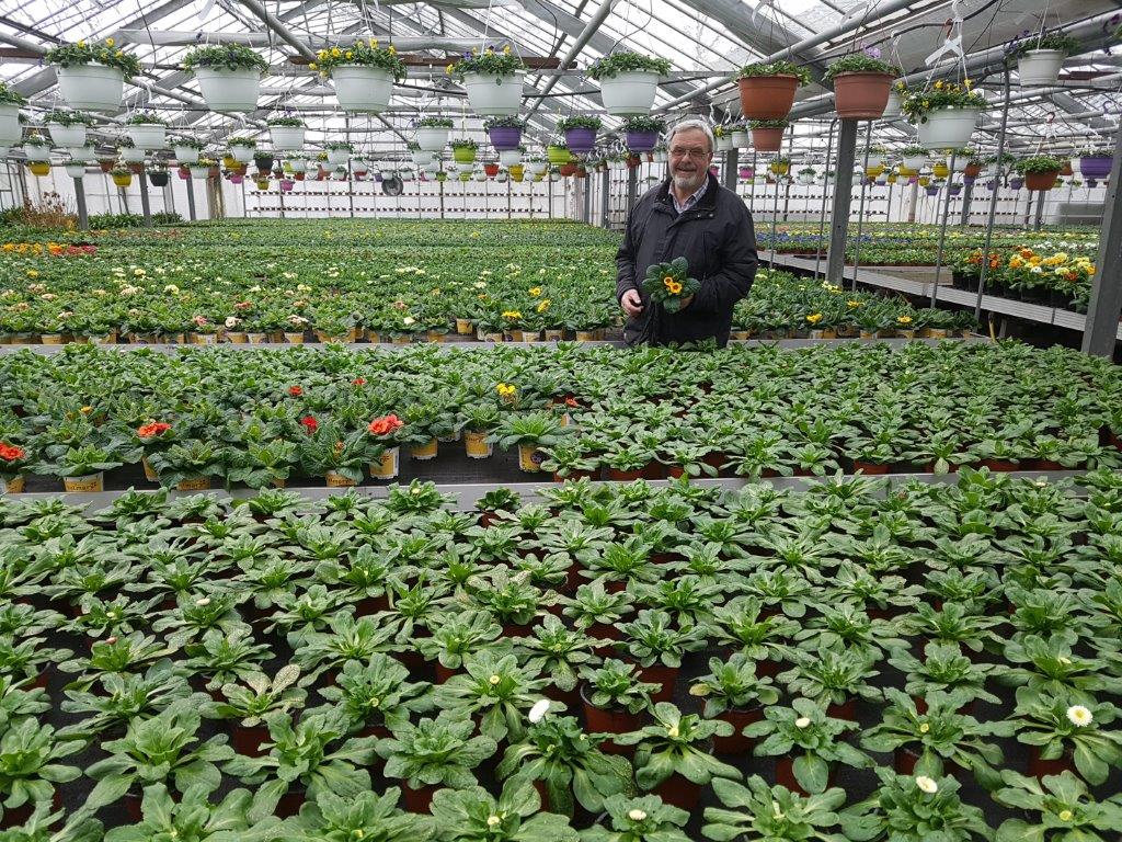 viele bunte Blumen