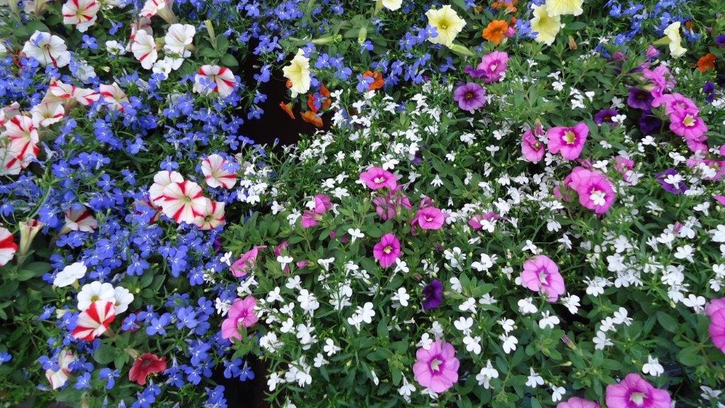 viele bunte Blüten