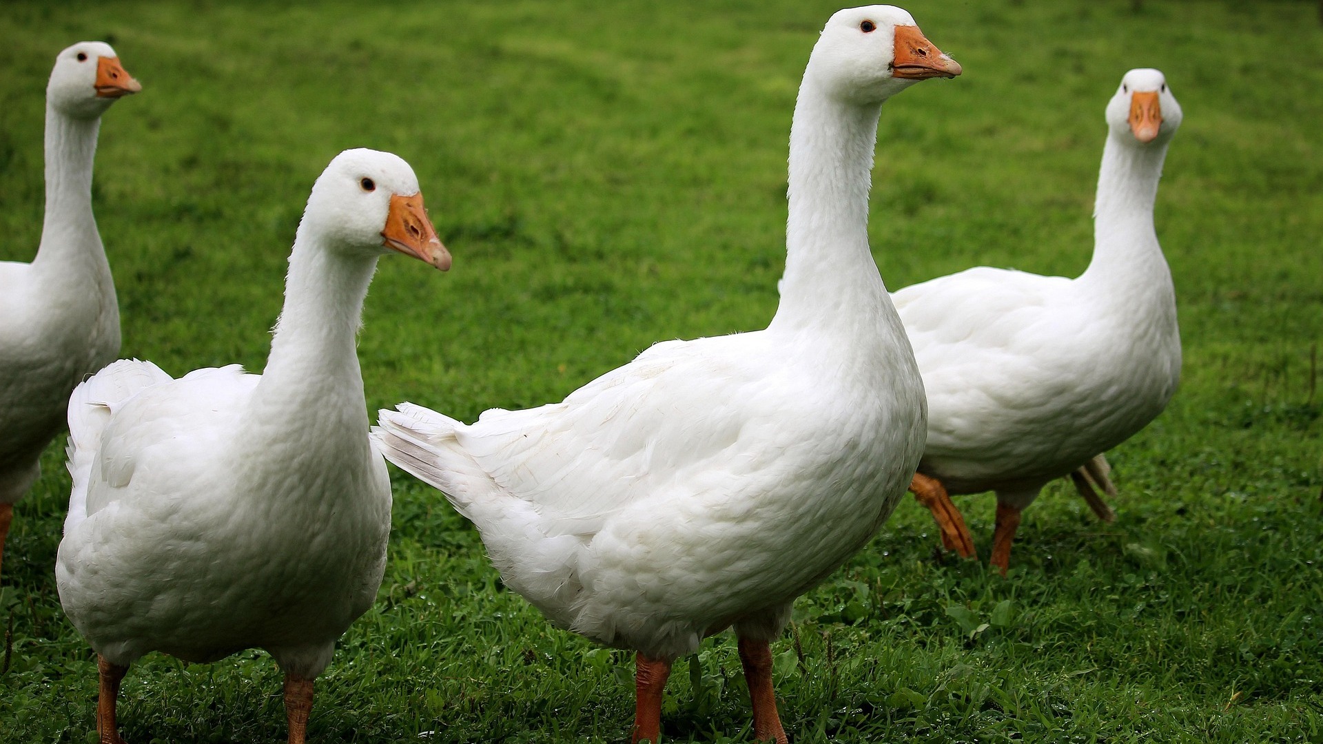 Gänse auf einer Wiese