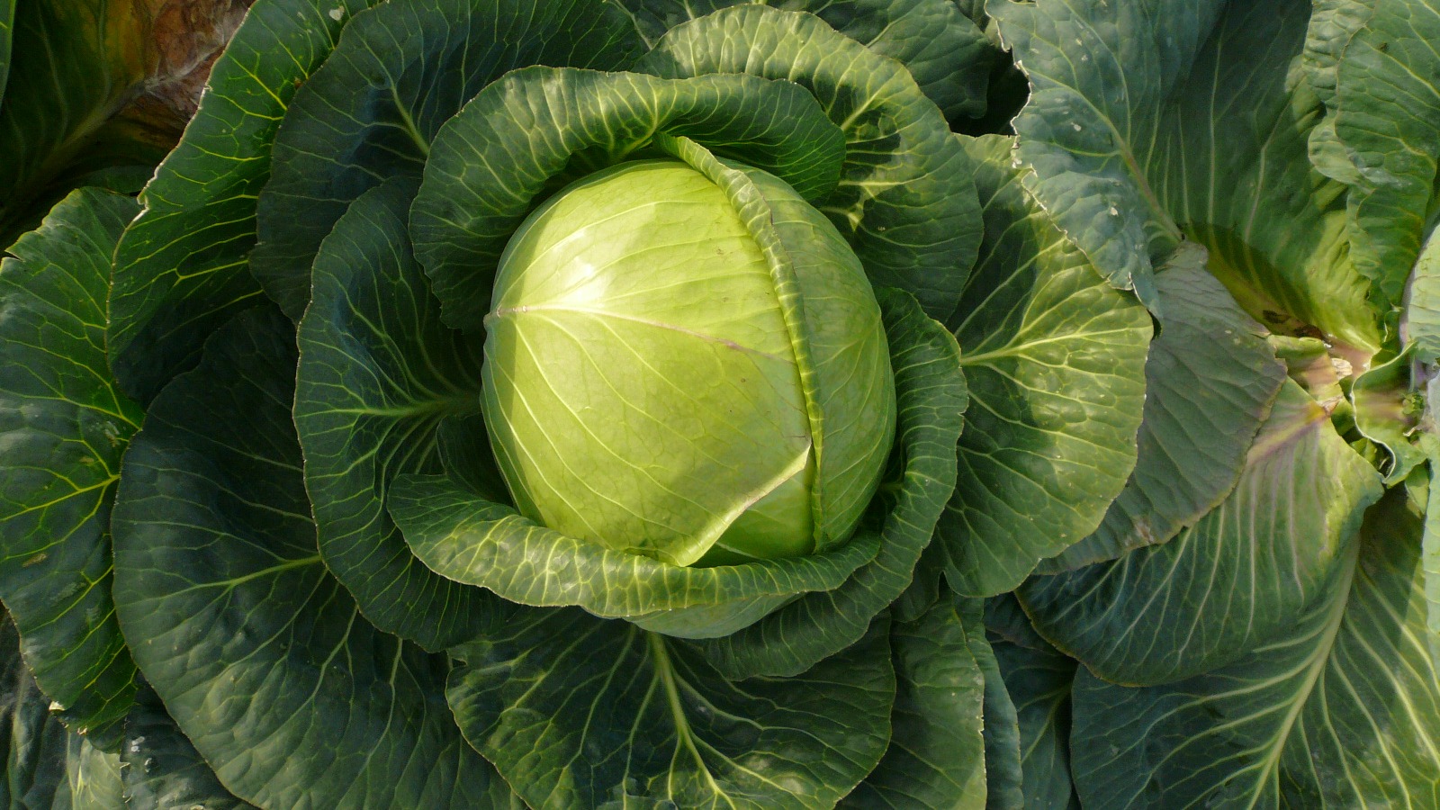 grüner Kohlkopf